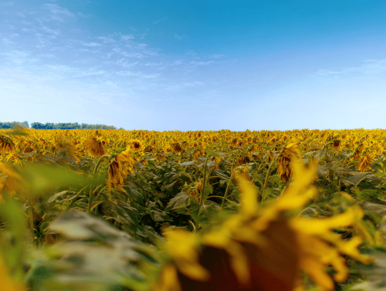 A field of sunflowers under a clear blue sky, mid-summer, soft midground focus